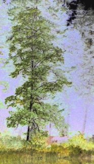 alder tree.jpg